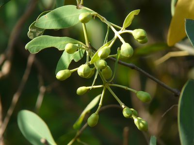 Sonneratia apetala, photographed by Dinesh Valke