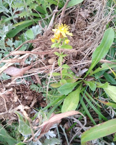 Hypericum attenuatum, photographed by Николай Соболев