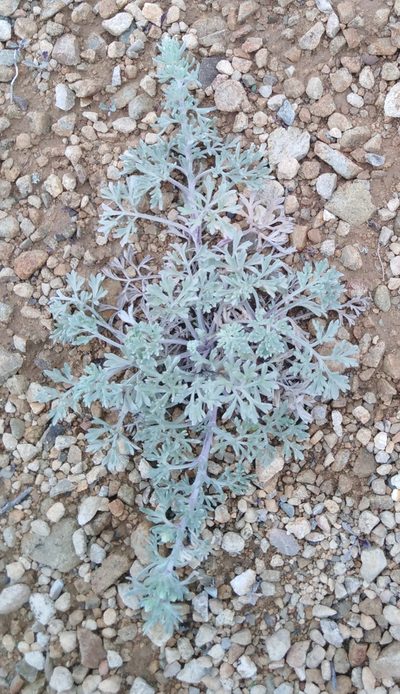 Artemisia pannosa, photographed by Николай Соболев