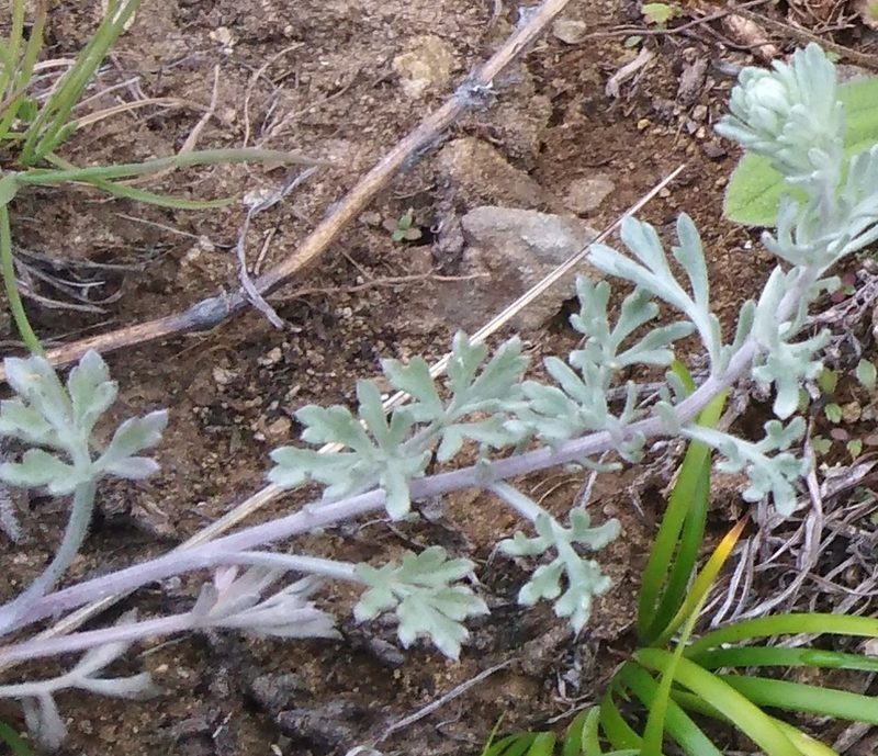 Artemisia pannosa, photographed by Николай Соболев