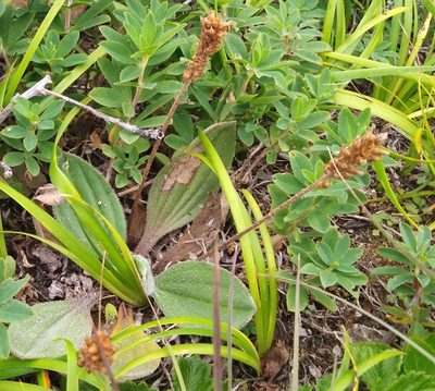 Plantago camtschatica, photographed by Николай Соболев