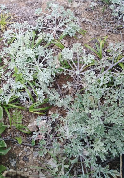 Artemisia pannosa, photographed by Николай Соболев
