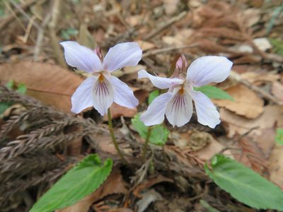 Viola bissetii, photographed by Marco Mussita