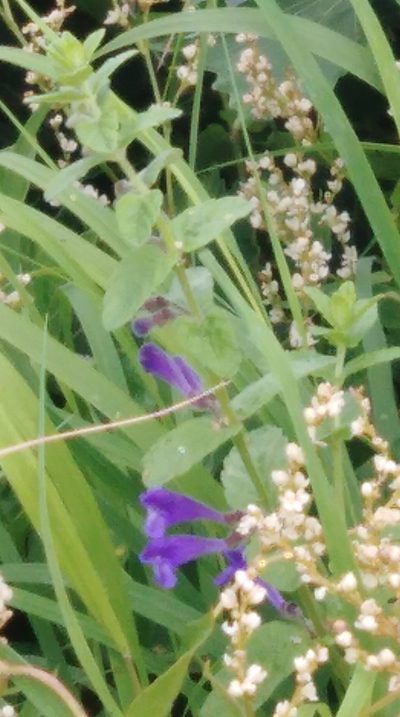 Scutellaria strigillosa, photographed by Николай Соболев