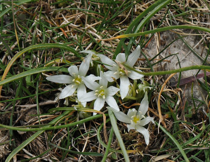 Ornithogalum montanum, photographed by Todd Boland