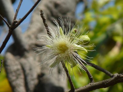 Careya arborea, photographed by Dinesh Valke
