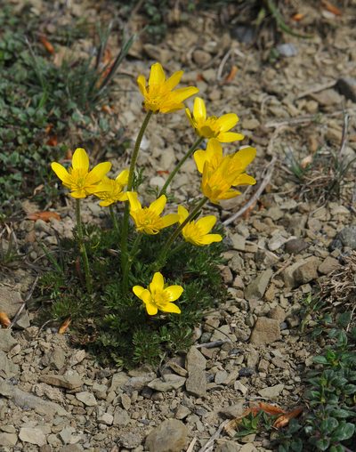 Ranunculus millefoliatus, photographed by Todd Boland