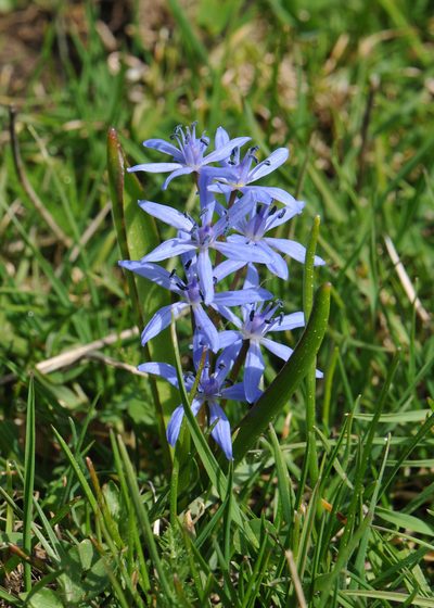 Scilla subnivalis, photographed by Todd Boland