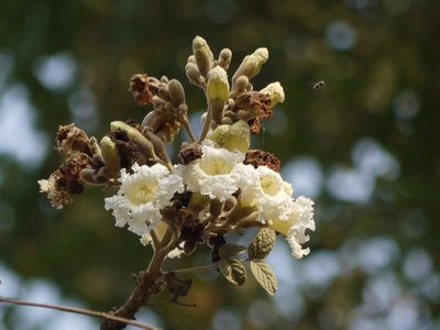 Heterophragma quadriloculare, photographed by Dinesh Valke