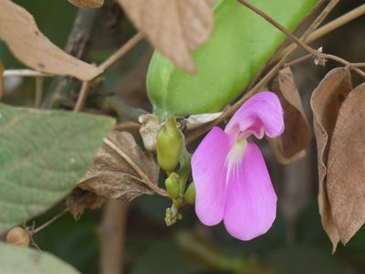 Canavalia gladiata, photographed by Dinesh Valke