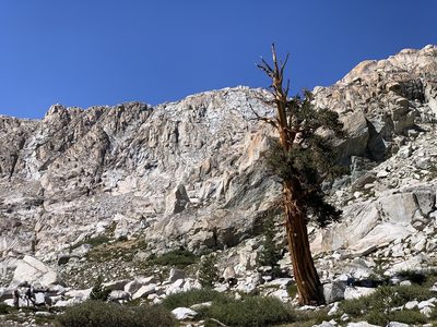 Pinus balfouriana, photographed by Andrew Lie
