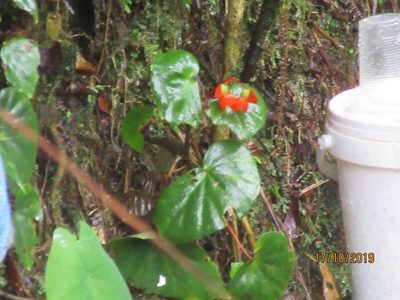 Begonia stenotepala, photographed by Jared Shorma
