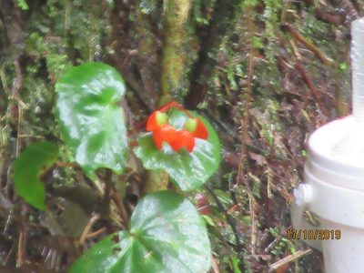 Begonia stenotepala, photographed by Jared Shorma