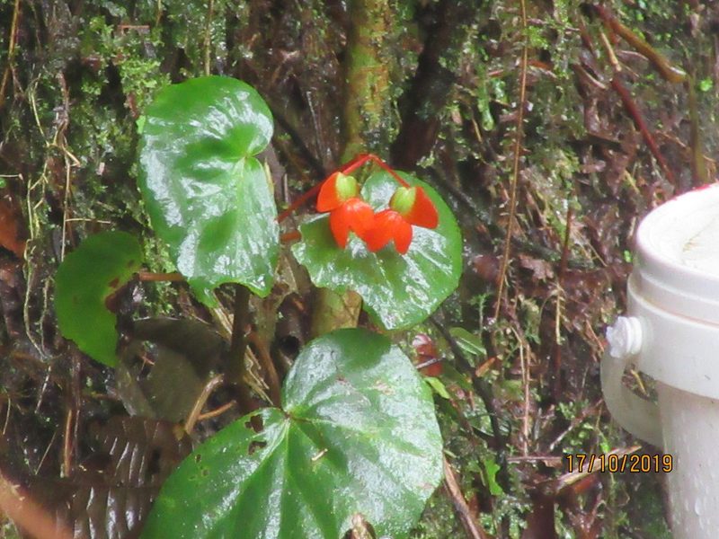 Begonia stenotepala, photographed by Jared Shorma