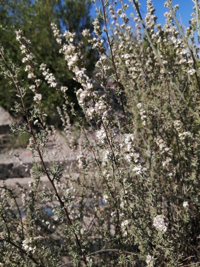 Eriocephalus capitellatus, photographed by Danie Palm