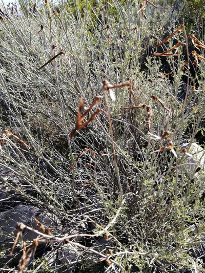 Calobota cytisoides, photographed by Danie Palm