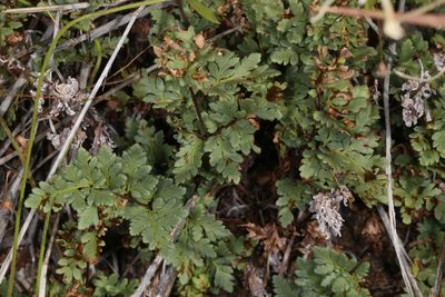 Myriopteris wrightii, photographed by jcowles