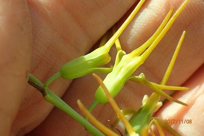 Dipcadi viride, photographed by Peter Warren