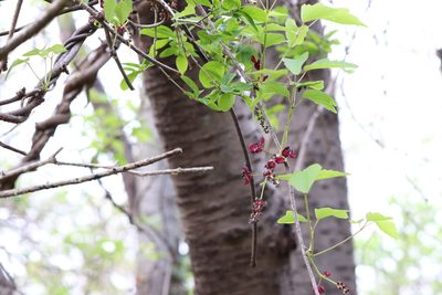 Akebia trifoliata, photographed by Se Lena