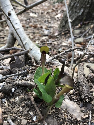 Aristolochia lutea, photographed by Giorgia Mocilnik