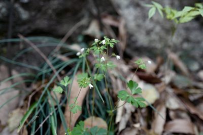 Semiaquilegia adoxoides, photographed by Wang.QG