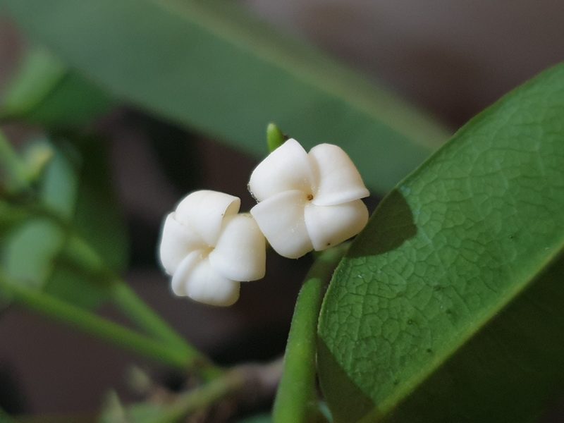 Diospyros ebenum, photographed by Aravinth