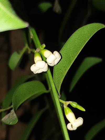 Diospyros ebenum, photographed by Aravinth