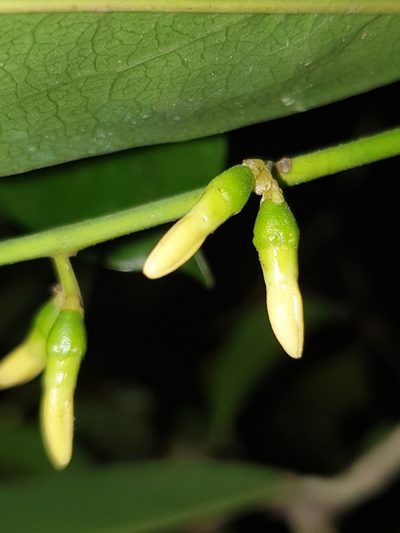 Diospyros ebenum, photographed by Aravinth