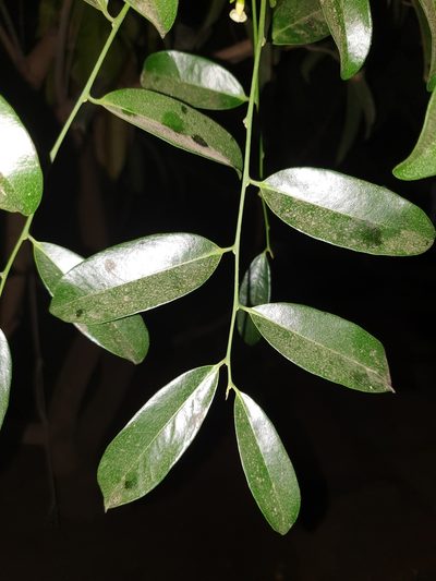 Diospyros ebenum, photographed by Aravinth