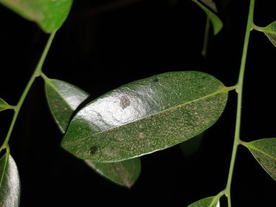 Diospyros ebenum, photographed by Aravinth