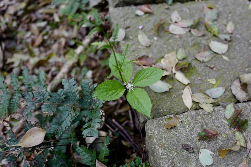 Chloranthus fortunei, photographed by Wang.QG