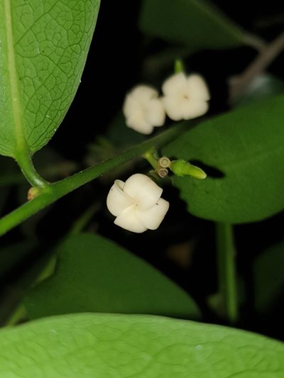 Diospyros ebenum, photographed by Aravinth