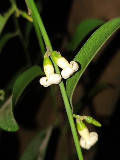Diospyros ebenum, photographed by Aravinth
