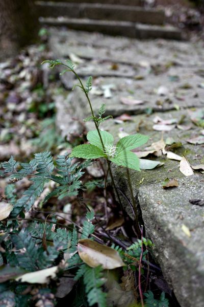 Chloranthus fortunei, photographed by Wang.QG