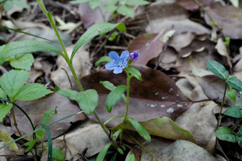 Aegonychon zollingeri, photographed by Wang.QG