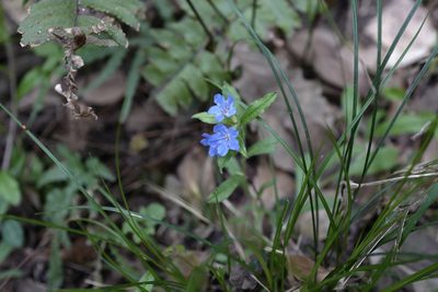 Aegonychon zollingeri, photographed by Wang.QG