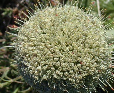 Gamocarpha macrocephala, photographed by Peter L Achuff
