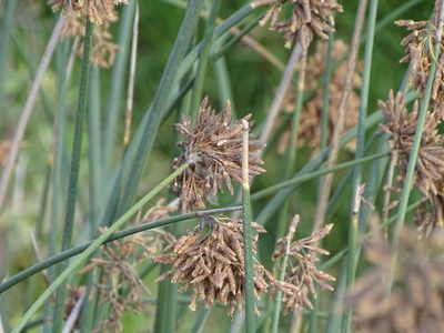 Schoenoplectus scirpoides, photographed by Shaun Swanepoel