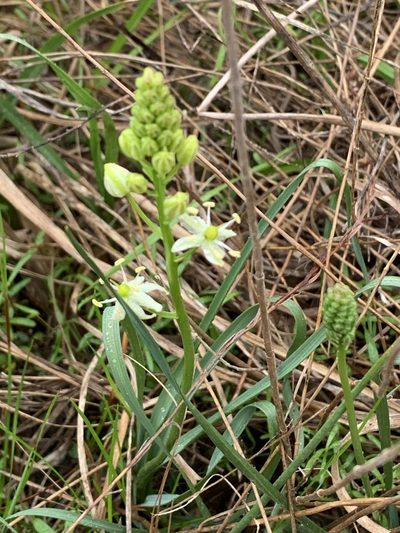 Schoenolirion wrightii, photographed by Laura Clark
