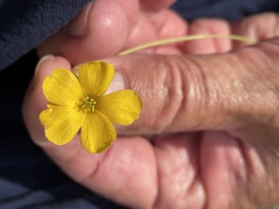 Oxalis californica, photographed by Jim Riley