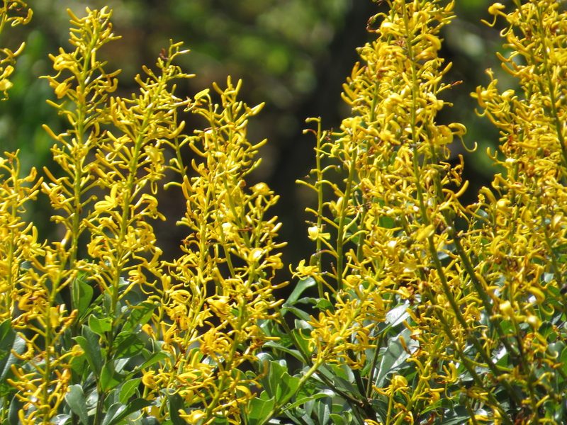 Vochysia tucanorum, photographed by Victor Farjalla Pontes