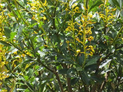 Vochysia tucanorum, photographed by Victor Farjalla Pontes