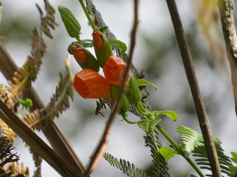 Vellosiella dracocephaloides, photographed by Victor Farjalla Pontes