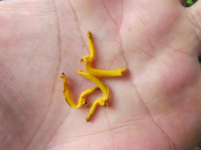Vochysia tucanorum, photographed by Victor Farjalla Pontes