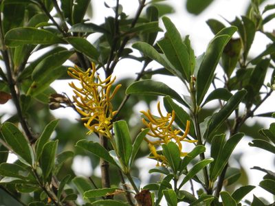 Vochysia tucanorum, photographed by Victor Farjalla Pontes
