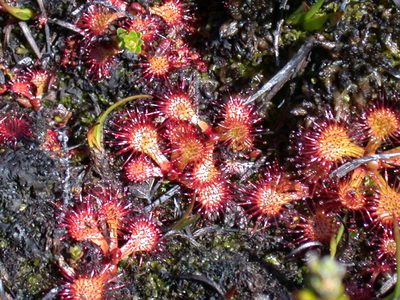 Drosera uniflora, photographed by Peter L Achuff