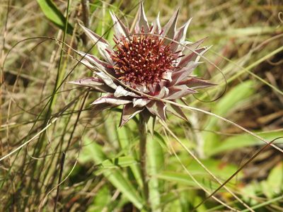 Macledium zeyheri, photographed by Matthew Fainman