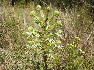 Bonatea antennifera, photographed by Matthew Fainman