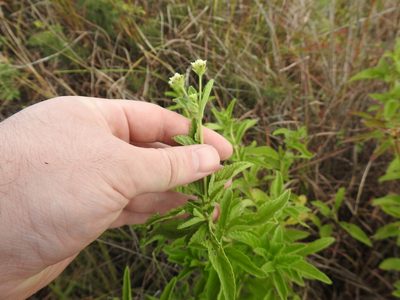 Lippia rehmannii, photographed by Matthew Fainman