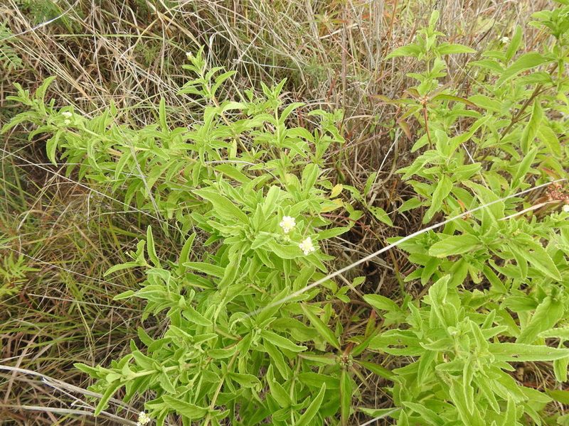 Lippia rehmannii, photographed by Matthew Fainman